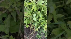 Результаты выращивания картофеля из семян.