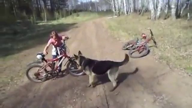 КАК И КАКУЮ ВЫБРАТЬ ПОРОДУ СОБАКИ СЕБЕ