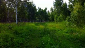 Летний сибирский лес 4K