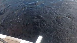 Рыбинское водохранилище. Прозорово. Острова. Рыбалка на сома. 14 июля 2023 года