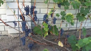 Виноград Чёрный Жемчуг на 28.08.2018 г. в Воронеже.