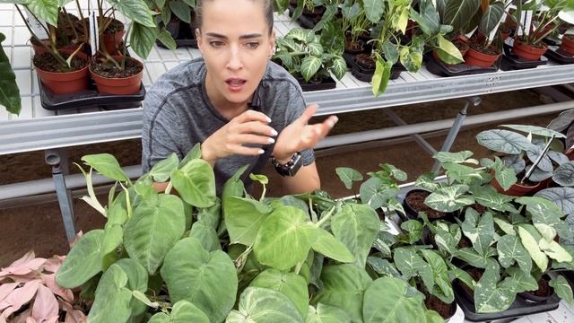 Ph Gloriosum, Melanochrysum, Mamei, Syng Panda, Alocasia Platinum, Nobilis, Melo… i wiele innych! смотреть онлайн