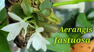 Aerangis fastuosa первое домашнее цветение