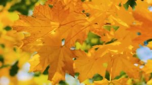 Футаж — Лучший осенний фон на 1 сентября. Футажи (footages) красивая природа [FullHD]