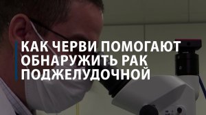 Как черви помогают обнаружить рак поджелудочной