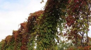 Ландшафтный сад, история создания, ошибки, беседа с дизайнером