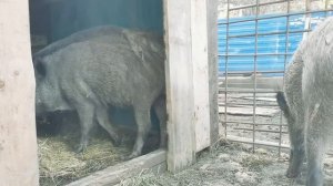 Секач убийца! Дикий кабан ОЧЕНЬ ОПАСНЫЙ ЗВЕРЬ. Секач Фунтик стал намного спокойнее.