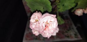 Цветы-розочки пеларгонии Денис Сутарве
