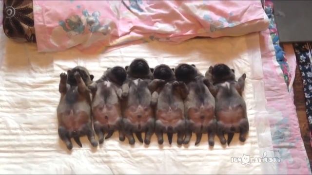 "Детский сон" смотреть онлайн