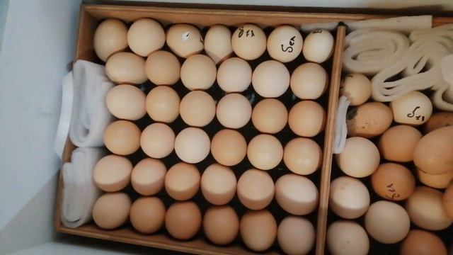 Тоджон (ханхяп) Яйцо на 19 день инкубации. смотреть онлайн