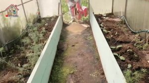 Избавляюсь и защищаю теплицу от плесени и мха. DIY & DACHA. Ep 90.