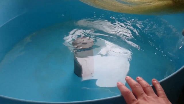 Мальковая установка для выведения и подращивания клариевого сома смотреть онлайн