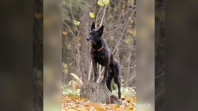 Голландская овчарка, Хердер смотреть онлайн