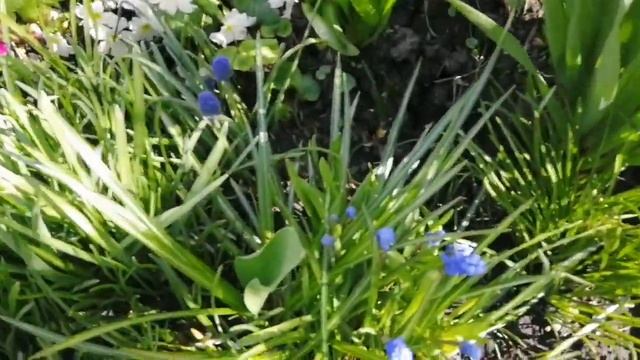Что цветёт в мае на моих клумбах #хештег#моишестьсоток