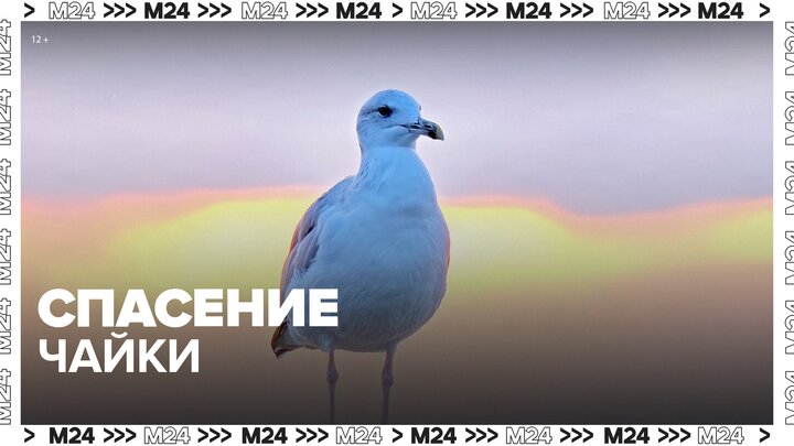 Сотрудницы парусного клуба спасли чайку со склеенным клювом в Геленджике - Москва 24