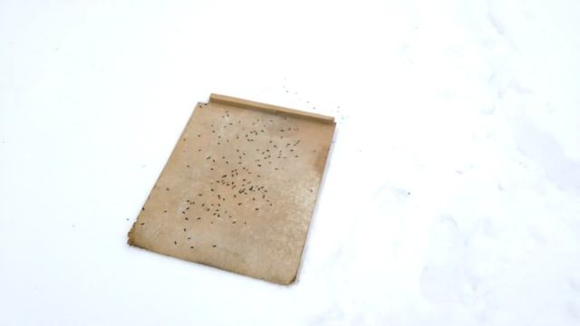 Ловля щегла,Купленный на ярмарке реполов запел смотреть онлайн