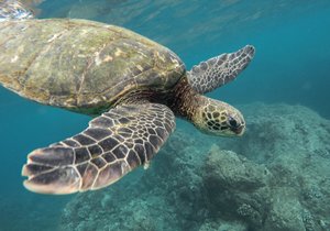 Морские обитатели.Подводный мир. Успокаивающая Музыка