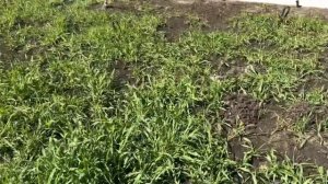 Начало борьбы с кротами при помощи кротоловки «Кот Фёдор»
