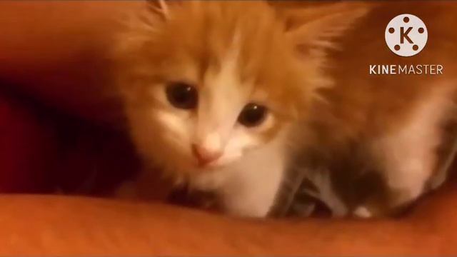 Они притащили в дом кота, несмотря на запреты отца… А тот вдруг оказался с необычным сюрпризом смотреть онлайн