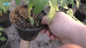 "Прижгли" рассаду неправильной подкормкой? Срочно сделайте так (два способа срочной помощи рассаде)