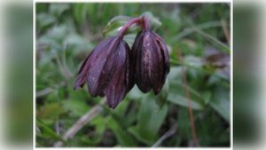 Краски родной природы