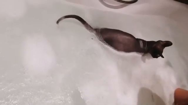 Водоплавающий кот ? смотреть онлайн