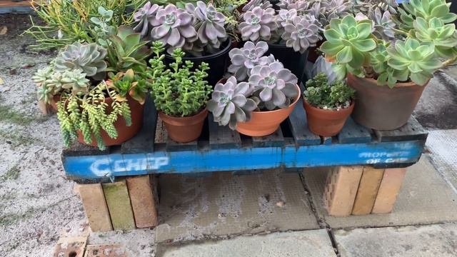 Update sa leaf propagation ng Purple Delight etc. смотреть онлайн