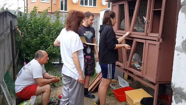 кролики Великаны в клетке. Животные Крис смотреть онлайн