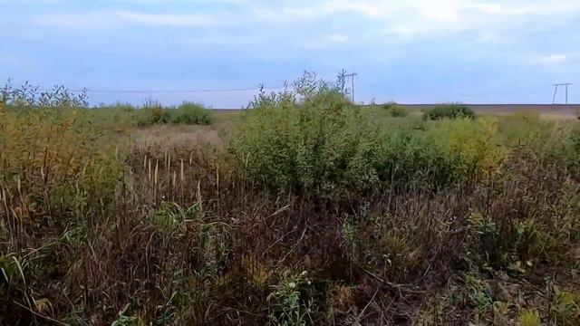 Охота на куропаток с дратхааром 2021, девушка охотник