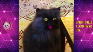 СМЕШНЫЕ животные ? ЛУЧШИЕ ПРИКОЛЫ 2022 | Подборка пушистого позитива для поднятия настроения!