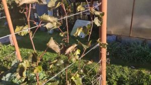 Сорт винограда Загадка Шарова в Ленинградской области. 11.09.2022