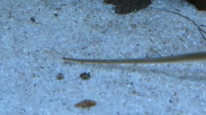 Длиннорылая морская игла