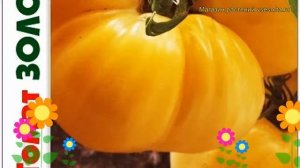 Томат Золотой бык. Краткий обзор, описание характеристик solanum lycopersicum Zolotoj byk