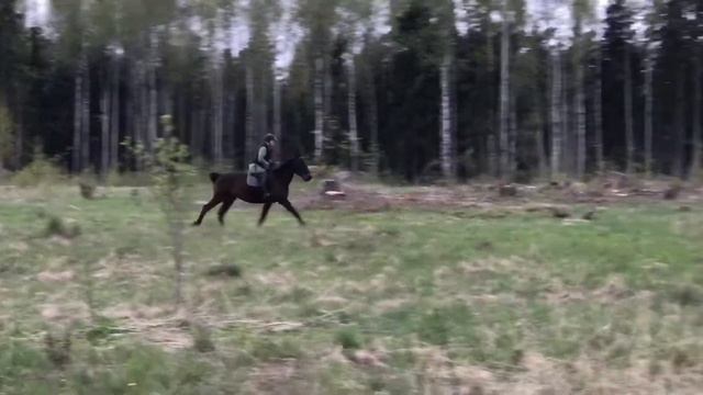Как ехать на лошади шагом и полевым галопом ( карьером). Как правильно держать поводья. смотреть онлайн