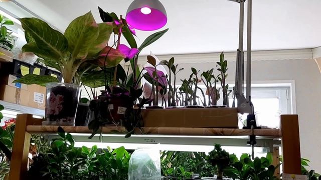 АДЕНИУМЫ, АНТУРИУМЫ, ФИКУСЫ И АГЛАОНЕМЫ. Уход и содержание моих растений на канале "Цветочная фея" смотреть онлайн