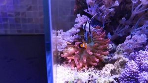 Запускаю новых рыбок: желтый гобиодон и апогон! Морской нано-аквариум.