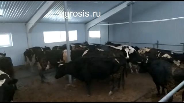 Доильный зал Ёлочка, 2020 год смотреть онлайн