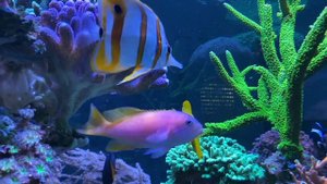 1 hour REEF RELAX 1-3 - chillout music "LOFI" enjoy + reef aquariums *lounge*