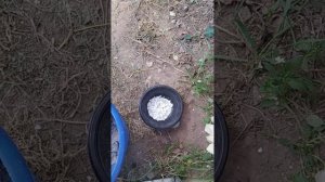 Зола и яичная скорлупа для подкормки растений