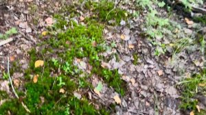 Такого Вы Ещё Не Видели! Грибной Беспредел По-Карельски! За ПОЛчаса ПОЛНО грибов! Карелия Грибы 202