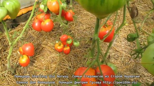 Помидоры Sterling Old Norway — Семьи Стерлингов из Старой Норвегии. Дом Помидоров — Помидом Семена смотреть онлайн