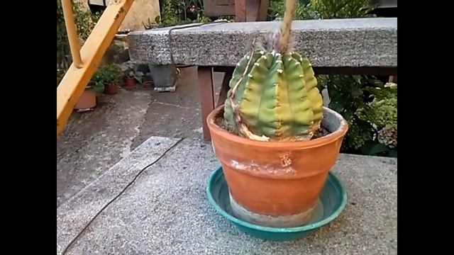 Echinopsis subdenudata (Cactus)