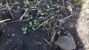 Как спасти замерзшие бархатцы