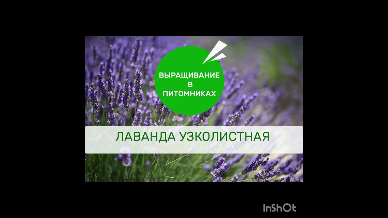 Лаванда узколистная