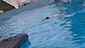 Дельфины НАПАЛИ!!! На надувной матрас!! dolphins attacked!!!