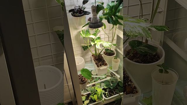 Небольшой обзор моей коллекции комнатных растений смотреть онлайн