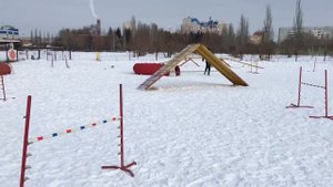 Аджилити в Омске. Бордер колли Чемпи и Кристина