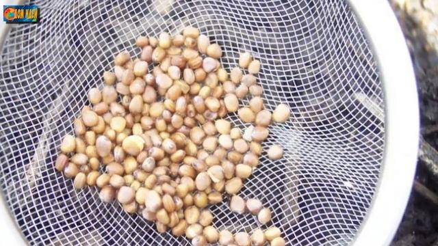 Секреты выращивания большого урожая редиса. смотреть онлайн