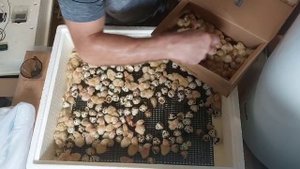 Идеальная инкубация перепелов 90%, как вывести перепелят.