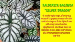 13 AMAZING ALOCASIA VARIETIES WITH NAMES AND DEFINITION //Talandron's Family TV